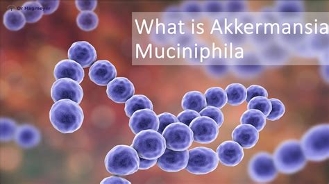 Akkermansia Muciniphila 101: Everything You Need to Know。